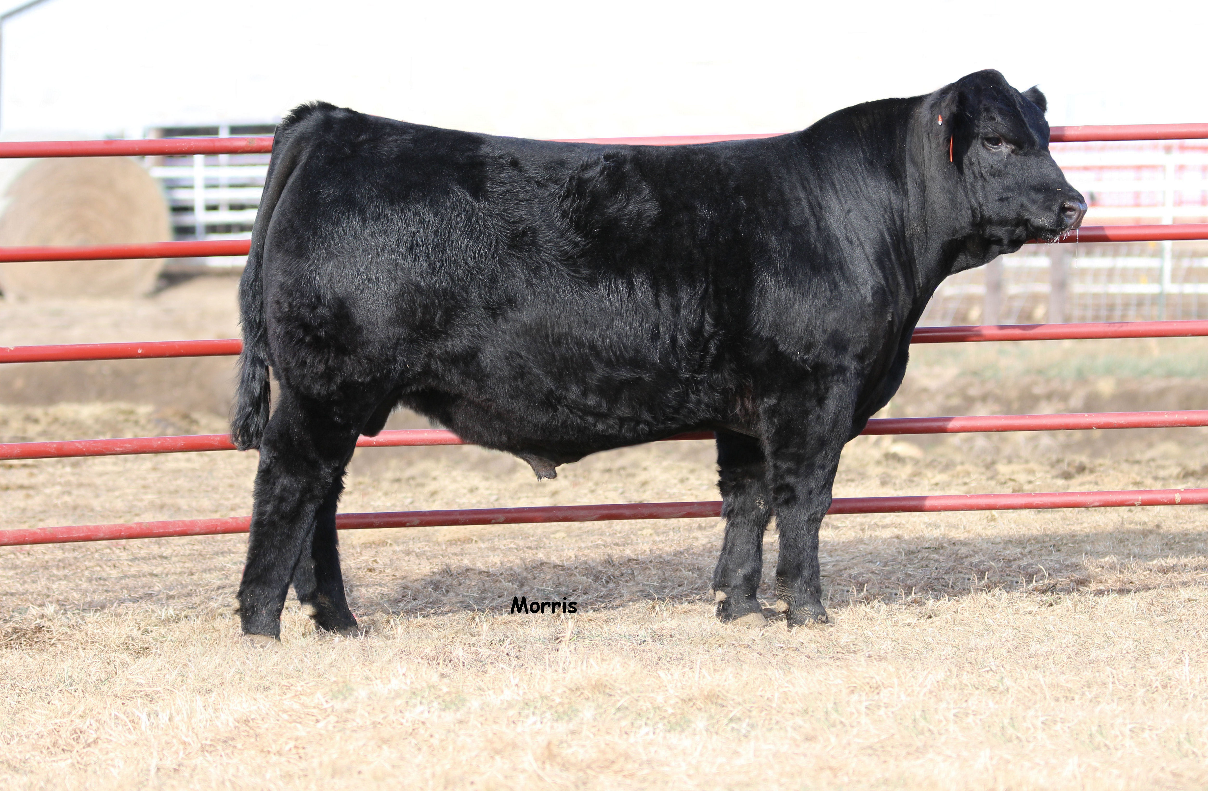 LVLS Black Crown 9071B