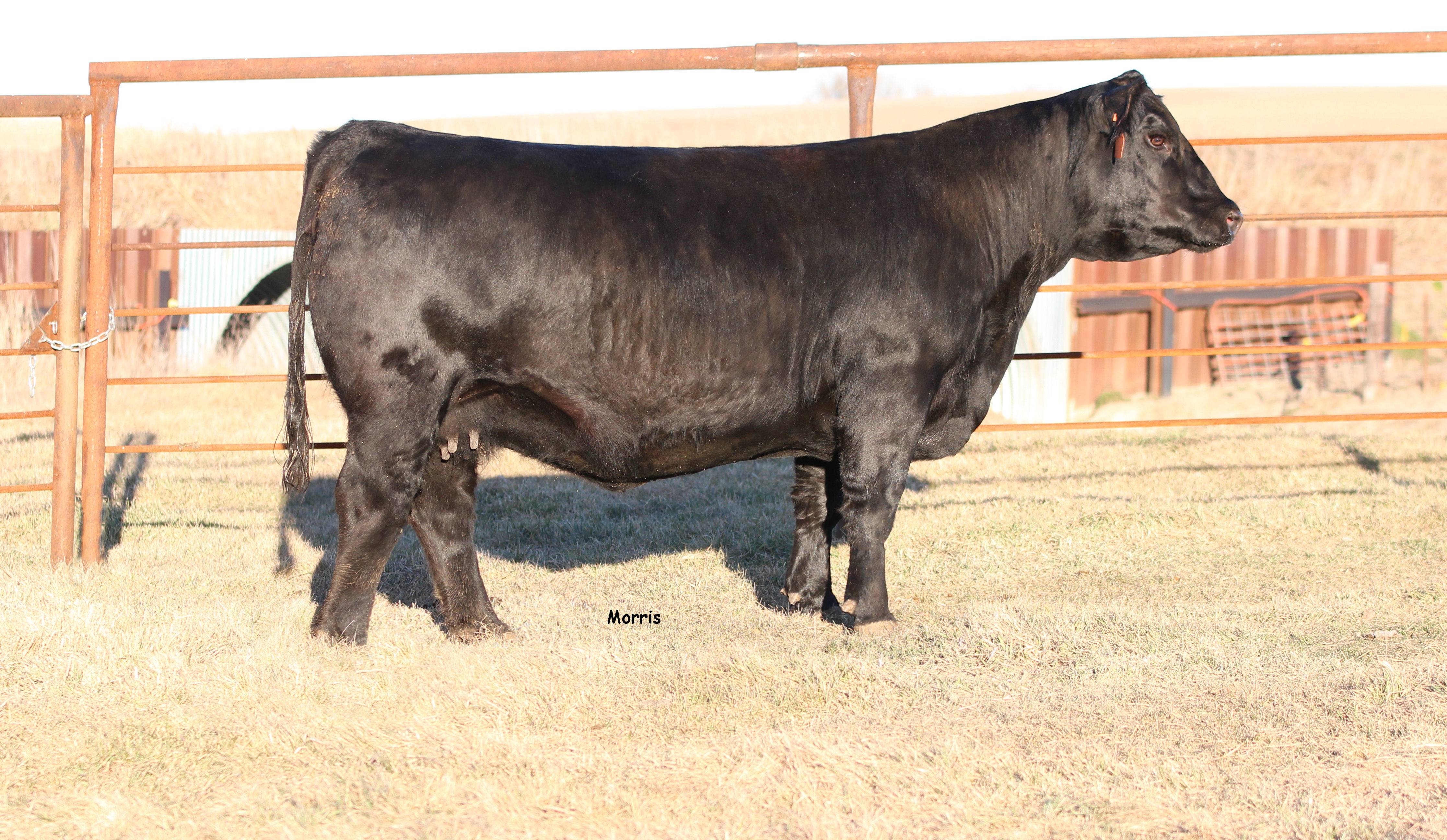 LVLS Bare Assets 798B